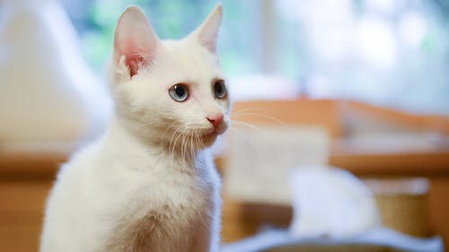 白猫浅焦点摄影 · 免费素材图片