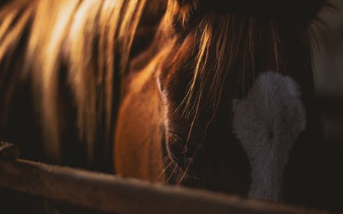 棕色和白色的马 · 免费素材图片