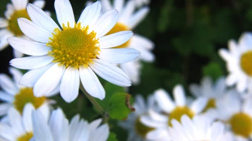 白色和黄色的花朵 · 免费素材图片