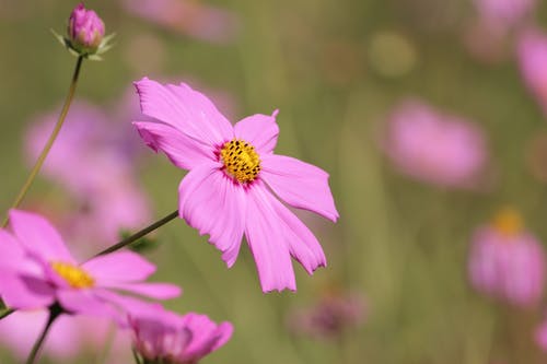 粉色雏菊花选择性摄影 · 免费素材图片