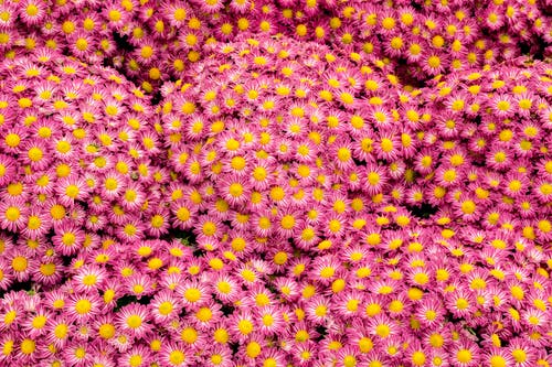 粉色玛格丽特雏菊花 · 免费素材图片