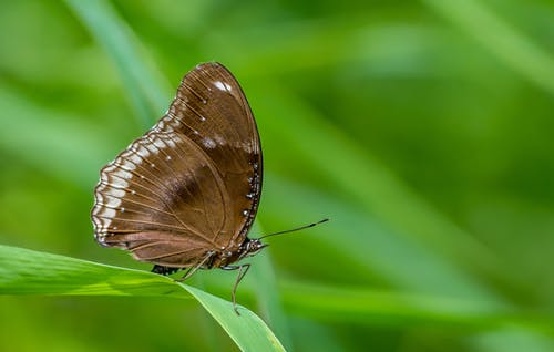 一只蝴蝶的微距摄影 · 免费素材图片