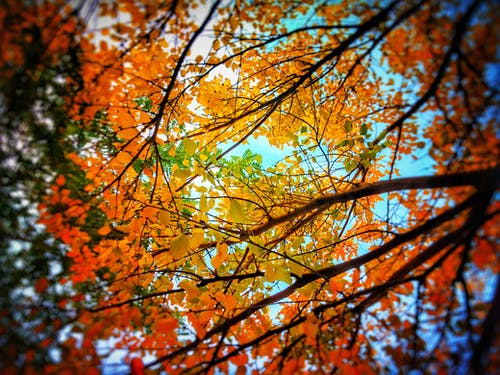 低角度的树木与橙叶的照片 · 免费素材图片