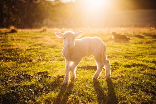 白羊在绿草上的浅焦点摄影 · 免费素材图片