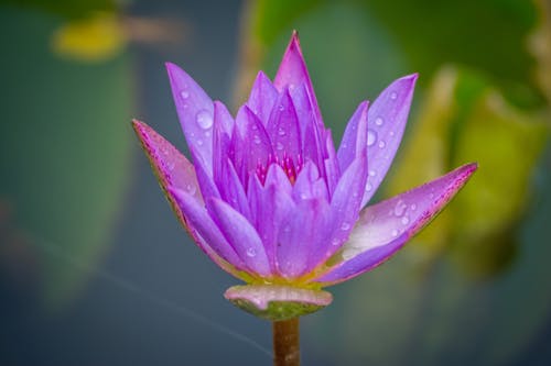露珠盛开的紫色花瓣花 · 免费素材图片