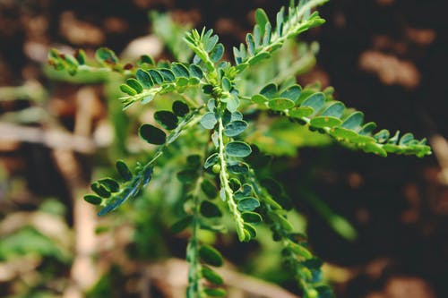 绿色植物浅焦点摄影 · 免费素材图片