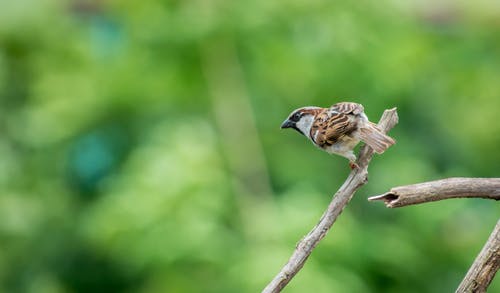 麻雀栖息在树枝上的选择性聚焦摄影 · 免费素材图片