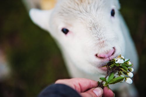 拿着花的人吃白色动物的照片 · 免费素材图片