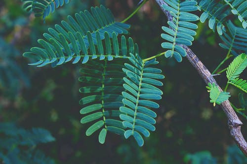 绿色蕨类植物的选择性聚焦摄影 · 免费素材图片