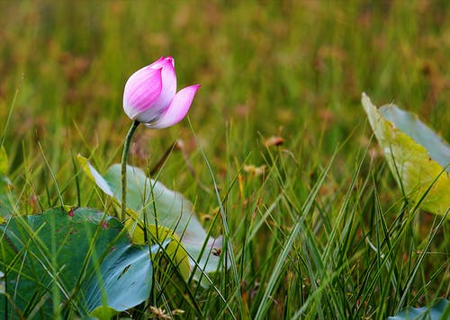 粉红睡莲花 · 免费素材图片