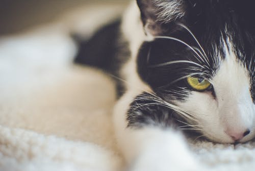 黑白短毛猫 · 免费素材图片