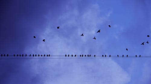 鸟类在飞行中和栖息在电线上的剪影摄影 · 免费素材图片