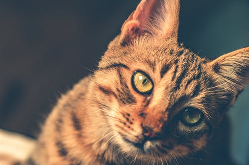 黑色和棕色的虎斑猫 · 免费素材图片