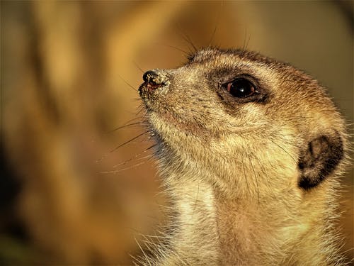 布朗雪貂特写摄影 · 免费素材图片