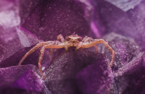 紫色水晶上的棕色蜘蛛 · 免费素材图片