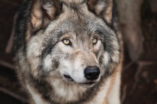 灰与白狼选择性聚焦摄影 · 免费素材图片