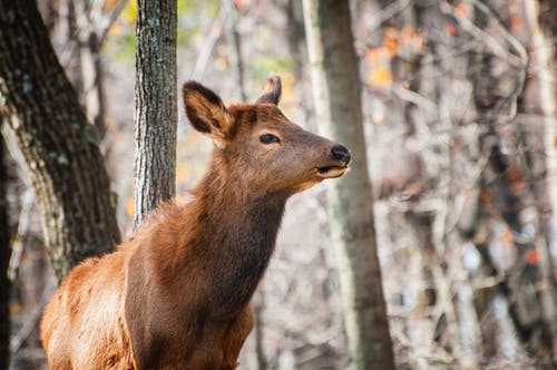 森林中的棕色鹿的选择性聚焦摄影 · 免费素材图片