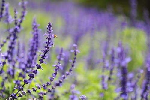 紫色簇花照片 · 免费素材图片