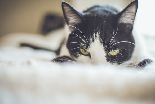 燕尾服猫的特写摄影 · 免费素材图片