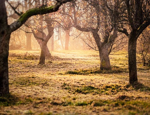 棕色的树木和绿草拍的照片 · 免费素材图片