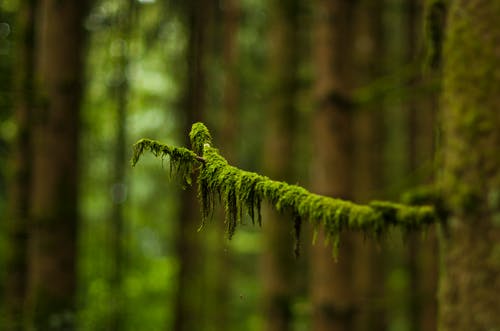 绿叶树的微距摄影 · 免费素材图片