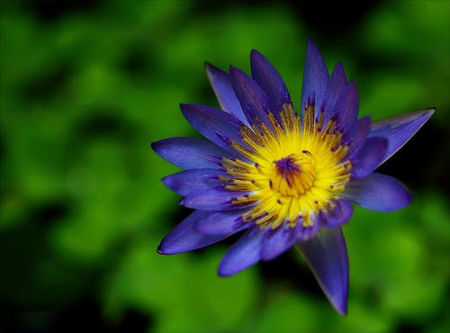 紫色和黄色的睡莲花 · 免费素材图片