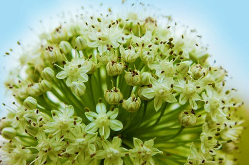 绿色花蕾的微距照片 · 免费素材图片