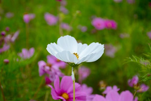 白色花瓣花的选择性聚焦摄影 · 免费素材图片