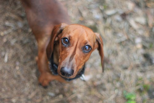 腊肠犬的选择性聚焦摄影 · 免费素材图片