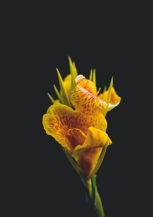 一朵黄色的花的特写摄影 · 免费素材图片