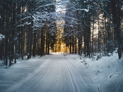 冬季树木间雪道的景观摄影 · 免费素材图片