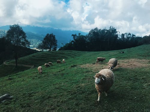 群羊在外地 · 免费素材图片