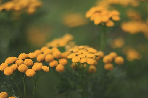 黄色花朵的选择性聚焦摄影 · 免费素材图片