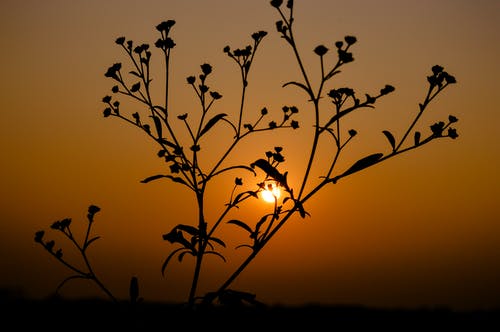 在日落植物剪影 · 免费素材图片