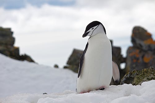雪野生动物摄影上的企鹅 · 免费素材图片