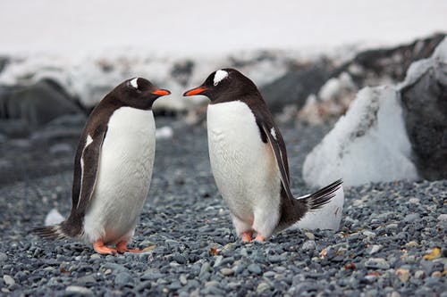 两只企鹅的选择性聚焦摄影 · 免费素材图片