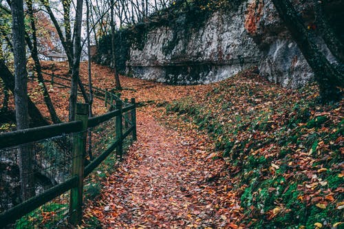 黑色的钢栅栏，下有棕色的叶子 · 免费素材图片