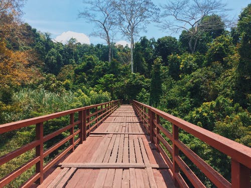 穿过森林的红桥 · 免费素材图片