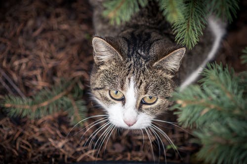 灰色和白色的虎斑猫的选择性聚焦照片 · 免费素材图片
