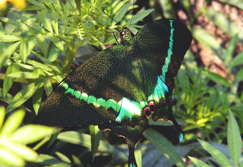 绿叶植物上的绿色和黑色燕尾蝴蝶 · 免费素材图片