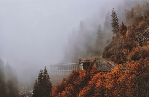 棕色和绿色的落叶树覆盖着雾 · 免费素材图片