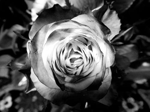 玫瑰摄影灰度 · 免费素材图片