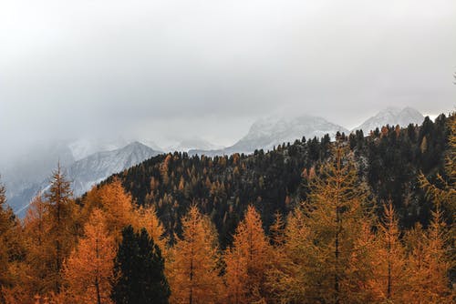 棕松树风景摄影 · 免费素材图片