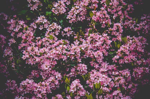 粉红色的花场 · 免费素材图片