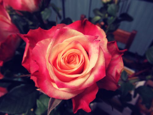 红色花的浅焦点摄影 · 免费素材图片