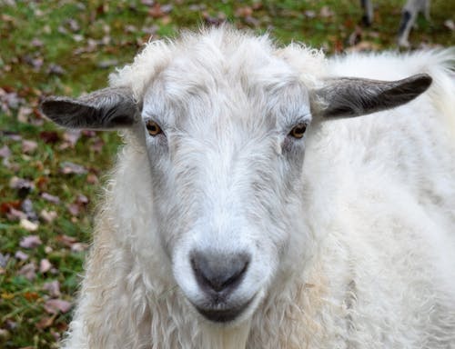 白羊在绿色草地上 · 免费素材图片