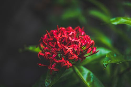 红色花朵的特写摄影 · 免费素材图片