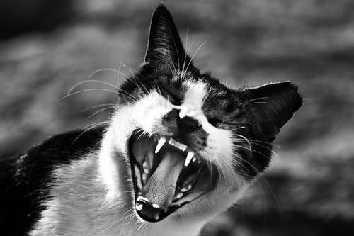 猫张嘴的灰度照片 · 免费素材图片