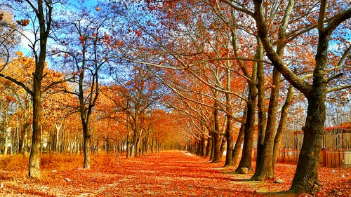 铺满树木之间的红叶铺 · 免费素材图片