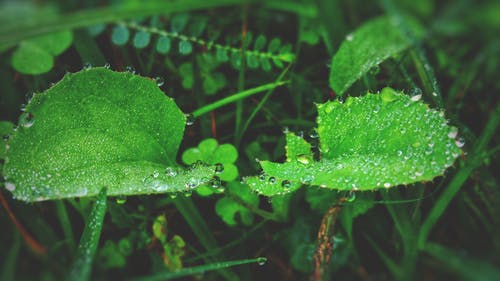 绿叶植物与雨滴 · 免费素材图片